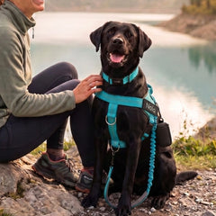 Das türkise Geschirr an einem Labrador