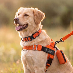 Das orange Geschirr an einem cremefarbenen Hund