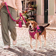 Das Geschirr in Fuchsia an einem Beagle
