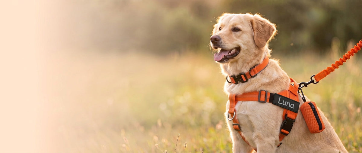 Un chien crème assis dans un pré au coucher du soleil, portant le kit PIPPO orange avec l'écusson Luna